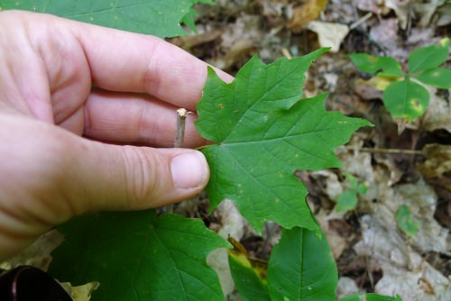 Photo: Sugar maple stem nipped by deer