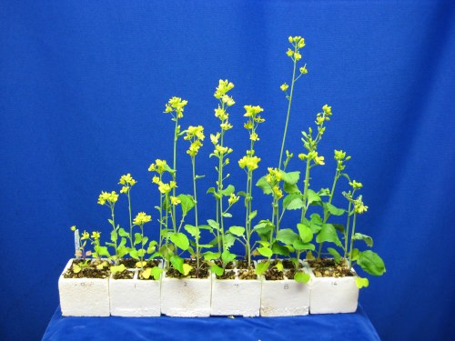 Fast-growing brassica plants can be used for many classroom experiments. This experiment showed the effect of fertilizer (numbers show how many pellets each plant received).