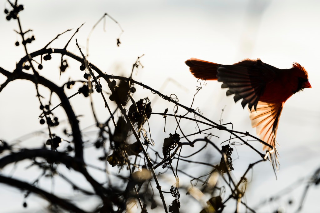 Photo: Cardinal taking flight off of bush