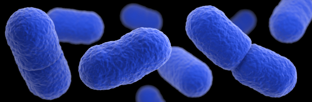 Image: Listeria monocytogenes