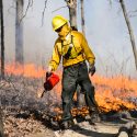 UW Arboretum land care staff member Austin Pethan uses a drip torch during a prescribed fire  at the Arboretum in spring 2016. Prescribed burns are scheduled for this week as well.