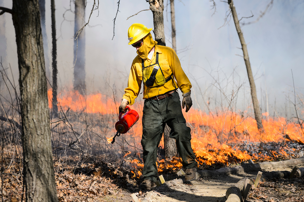 UW Arboretum land care staff member Austin Pethan uses a drip torch as a ten-person staff manages a prescribed fire  at the Arboretum in spring 2016. Prescribed burns are scheduled for this week as well.