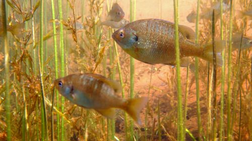 Members of the Lepomis family, like these bluegill in northern Wisconsin’s Sparkling Lake show astonishing variability in population densities from year to year, often setting unprecedented records. 