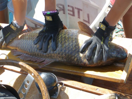 The NTL-LTER fish crew takes a yearly “census” of fish populations in the 12 LTER study lakes in Wisconsin. Here the crew measures a massive common carp pulled from a net in Lake Monona in Madison. 