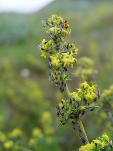 Photo: Midges on flowers