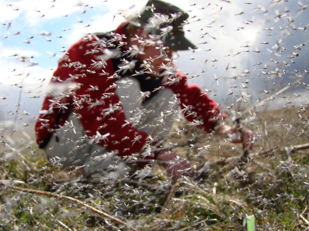 Photo: Researcher in swarm of midges