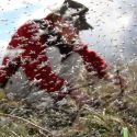 Photo: Researcher in swarm of midges