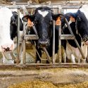 Cows at a Wisconsin dairy farms. Farmers may benefit from the Bucky's Tuition Promise program.