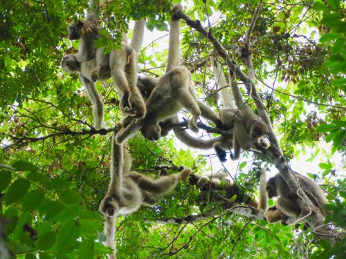 Muriqui monkeys in a federally-protected reserve in southeastern Brazil, called RPPN Feliciano Miguel Abdala. University of Wisconsin–Madison Professor of Anthropology Karen Strier, has studied the critically-endangered muriqui monkeys in this patch of Brazil's Atlantic Forest since 1983. A recent and unprecedented outbreak of the mosquito-borne virus, yellow fever, has killed thousands of monkeys in the region, including nearly all of the muriqui's main competitors, brown howler monkeys.