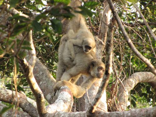 Muriqui monkeys in a federally-protected reserve in southeastern Brazil.