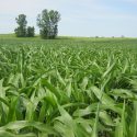 Photo: Cornfield