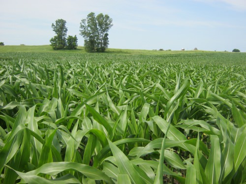 Photo: Cornfield