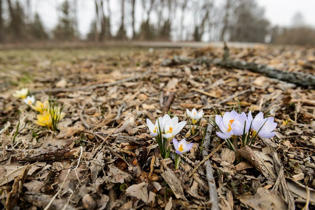 Photo: Crocuses blooming in mulch