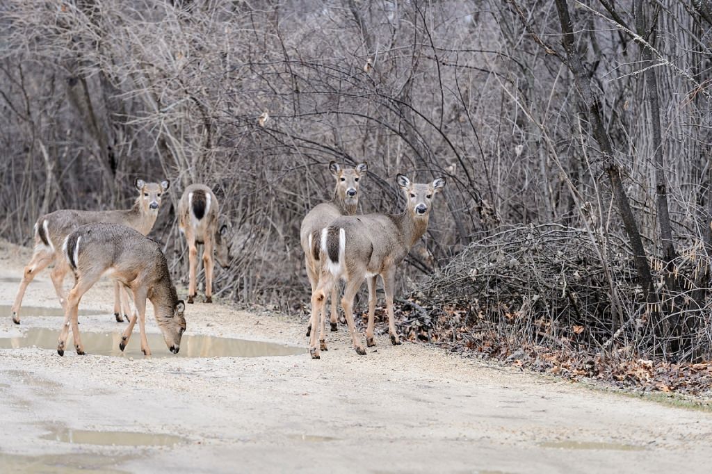 A group of grazing white-tail deer cross a trail and head into the woods at the University of Wisconsin–Madison Arboretum on Feb. 24.  The signs of spring increase each month in the first part of the year.