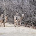 A group of grazing white-tail deer cross a trail and head into the woods at the University of Wisconsin-Madison Arboretum on Feb. 24.  The signs of spring increase each month in the first part of the year.