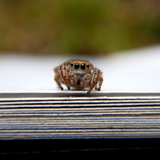 Natalia Lucero captured this close-up of a neotropical jumping spider poised on the edge of the pages of a book on a farm in Costa Rica. The spider’s prominent eyes are uniquely structured for estimating the distance and direction of motion of prey, giving them remarkably accurate pouncing skills. Natalia Lucero, undergraduate student majoring in communication arts and environmental studies | digital camera