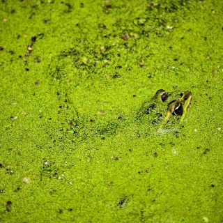 This photo captures a Northern leopard frog camouflaged in murky marshland water along the Mississippi River in the Trempealeau National Wildlife Refuge. It’s an uncommon appearance by the once-common frog, whose numbers have been in decline in Wisconsin since the 1970s. Joseph McDonald, graduate student in public health | digital camera