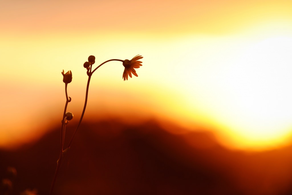 Photo: Flowers in UW Arboretum prairie