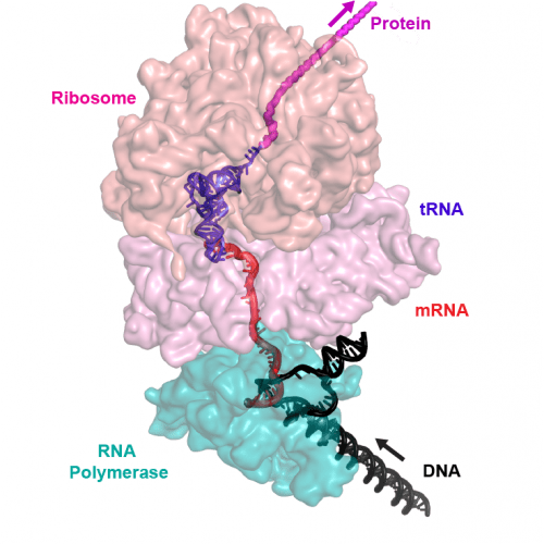 – The bacterial expressome. In bacteria, the machine that reads DNA to turn it into a message and the machine that translates the message into protein are combined into single complex or “supermachine.” In humans and other organisms, these machines are distinct. That bacteria link them has important implications for molecular biology, drug development and more.