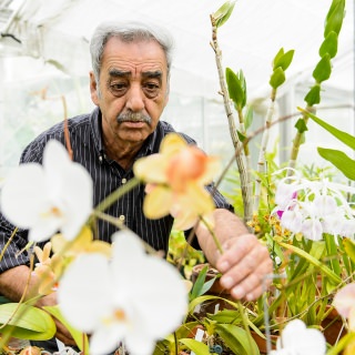 WAA Award for Excellence in Leadership: College, School or the Larger University Community Level Mohammad (Mo) Fayyaz, distinguished faculty associate and director of the UW-Botany Greenhouses and Botanical Garden, works in the Botany Greenhouse in Birge Hall at the University of Wisconsin-Madison on March 23, 2017. Fayyaz is a recipient of a 2017 Academic Staff Excellence Award. (Photo by Bryce Richter / UW-Madison)