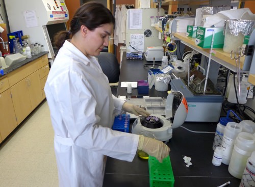 Tara Solger, a graduate student from Iran, works with Polysphondylium amoeba in the lab of Marcin Filutowicz, a professor of bacteriology at UW–Madison. 