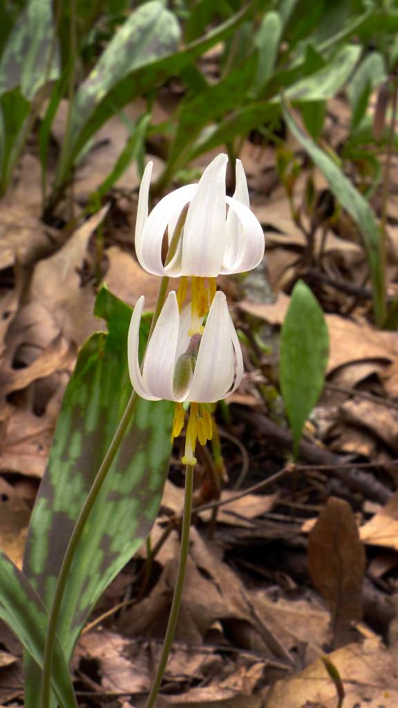 Trout lily carpets upper sections of the woods, almost within sight of the dorm room occupied by legendary conservationist John Muir during the 1860s. The trout lily, named for its semblance to the brown or brook trout, has nodding flowers with yellow stamens. The prominent a pistil earned an awesome common name: “adder’s tongue.” Each plant has two leaves and one flower. Photo by David Ten