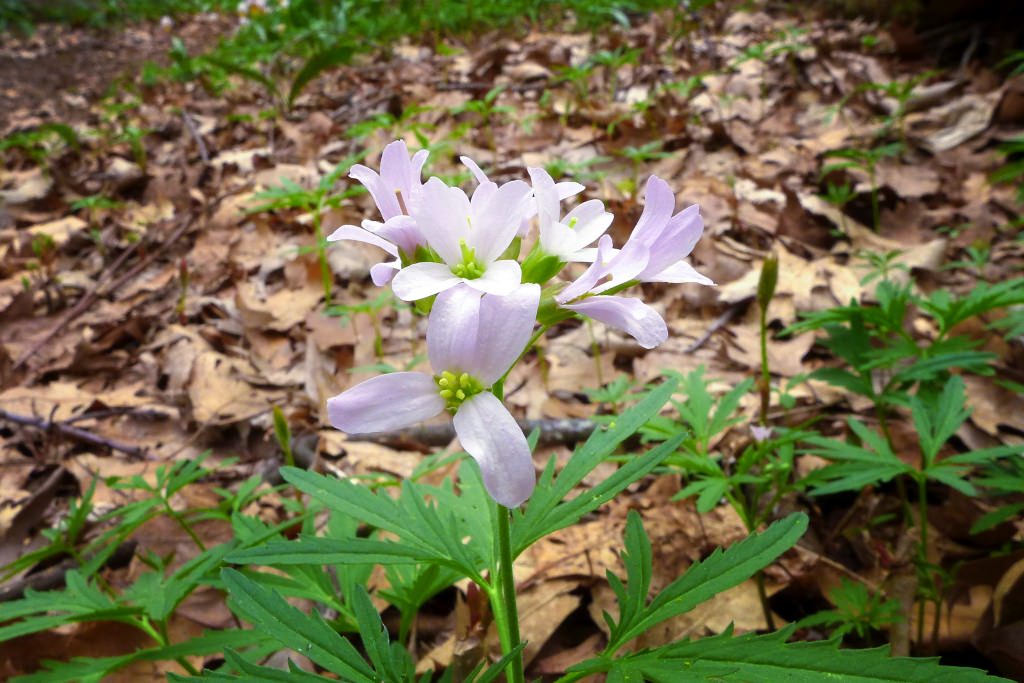 Toothwort, in the genus Dentaria, is more common closer to Lake Mendota.