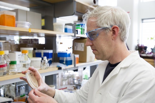 Dan Yelle, , a research forest products technologist with the U.S. Department of Agriculture’s Forest Products Laboratory, in the laboratory.