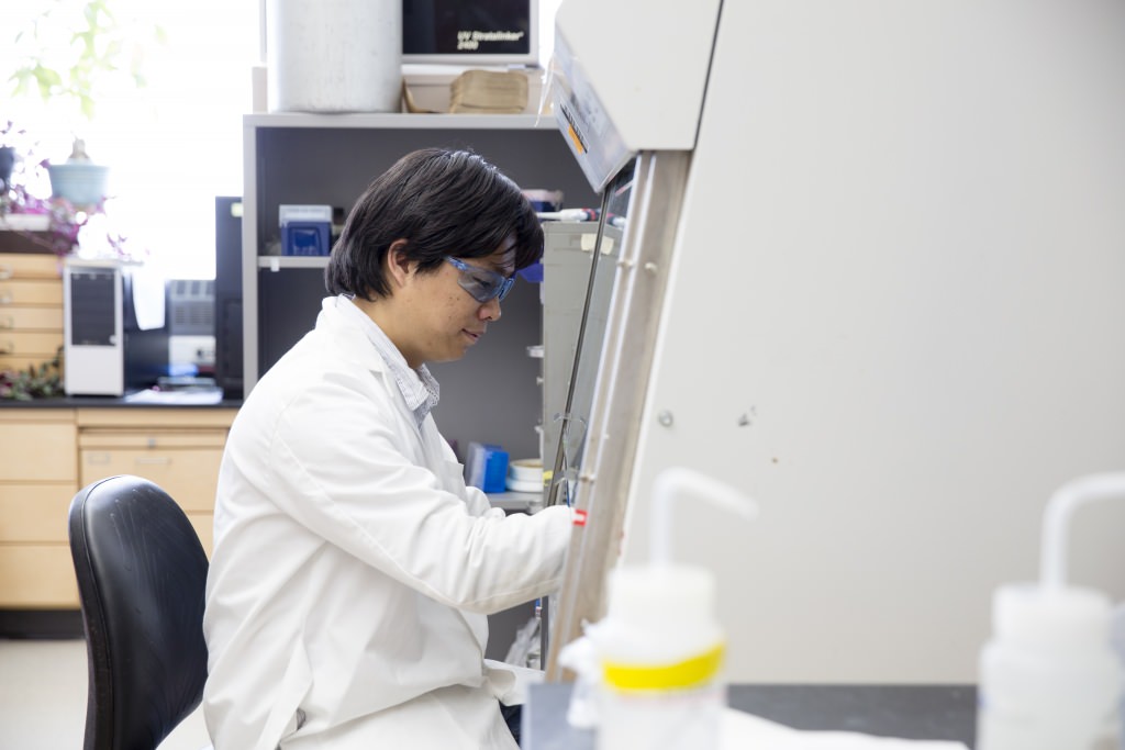 Hongjie Lie, a UW–Madison postdoctoral researcher, was the first to keep this termite alive in a lab setting, and the first to observe close-up the symbiotic system that unites the termites with the white rot fungus Termitomyces. 