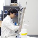 Hongjie Lie, a UW-Madison postdoctoral researcher, was the first to keep this  termite alive in a lab setting, and the first to observe close-up the symbiotic system that unites the termites with the white rot fungus Termitomyces.
