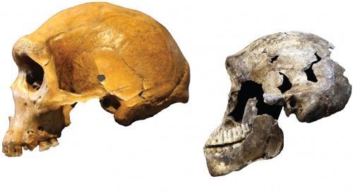 Photo: Comparison of early human and Homo naledi skulls