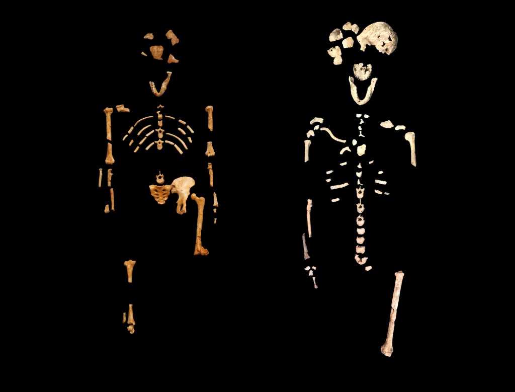 Photo: Comparison of Lucy and Neo skeletons