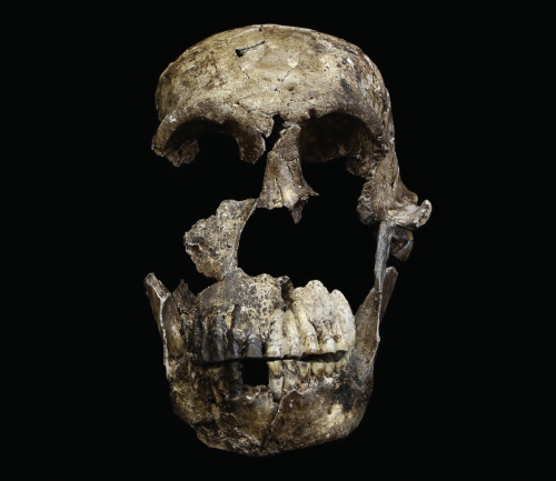 Photo: "Neo" skull of Homo naledi