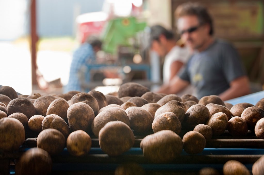 Photo: Workers picking through potatoes on conveyor