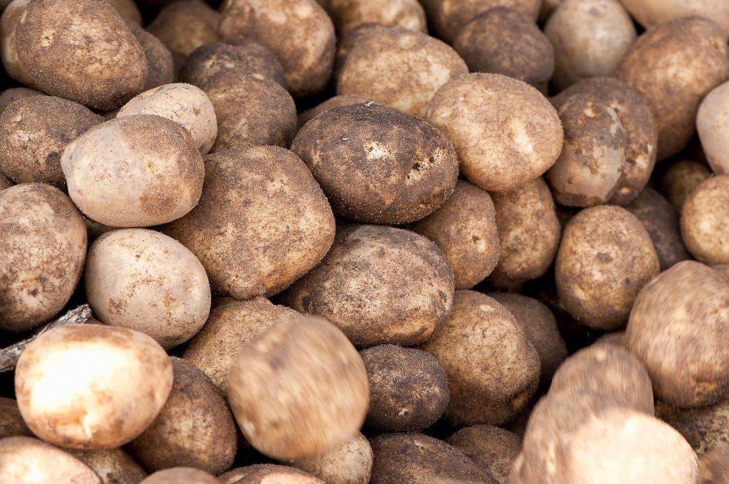 Photo: Potatoes on conveyor belt