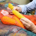 Photo: Edgar Spalding holding corn