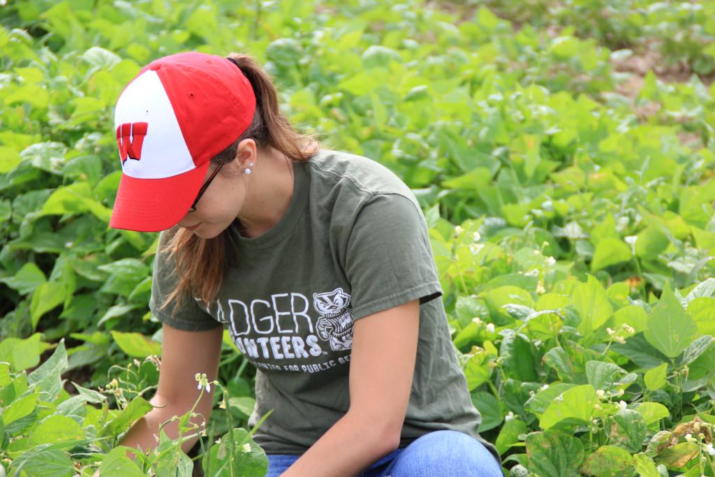 Troy Gardens Badger Volunteers