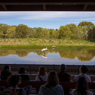 This might look like a scene from a documentary, but this picturesque view is one of many at the International Crane Foundation in Baraboo. A male whooping crane struts confidently around the habitat, protecting its mate who sits warming eggs.