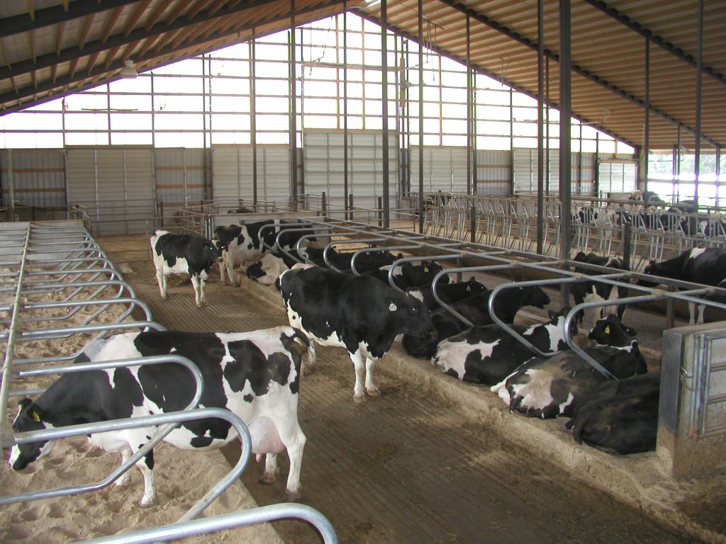 Photo: Cow building at Badger Pride Dairy