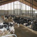 Photo: Cow building at Badger Pride Dairy