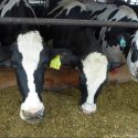 Photo: Cows eating feed