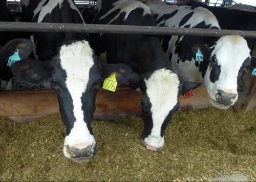 Photo: Cows eating feed