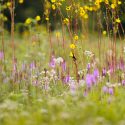 A goldfinch perches on amid a sea of flowering prairie dock, purple gayfeather and rattlesnake master plants at the Curtis Prairie at the University of Wisconsin-Madison Arboretum.