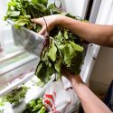 Undergraduate Tanveer Vasdev selects some fresh beets from a refrigerator during the grand opening event for the UW Campus Food Shed at 333 East Campus Mall at the University of Wisconsin-Madison on June 16, 2017. The unique project, started by undergraduate student Hannah DePorter with the help of a $5,000 Kemper K. Knapp Bequest grant, aims to redirect some of the surplus produce from several of UW-Madison's agricultural research endeavors, and freely provide the vegetables and produce to UW students, faculty and staff via one of four distribution locations on campus. (Photo by Jeff Miller/UW-Madison)