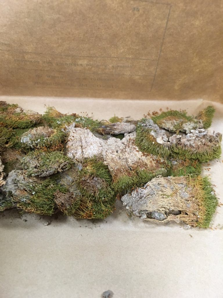 The mosses found in Birge Hall provide valuable information on the state’s habitat during a time of increasing urbanization and industrialization. 