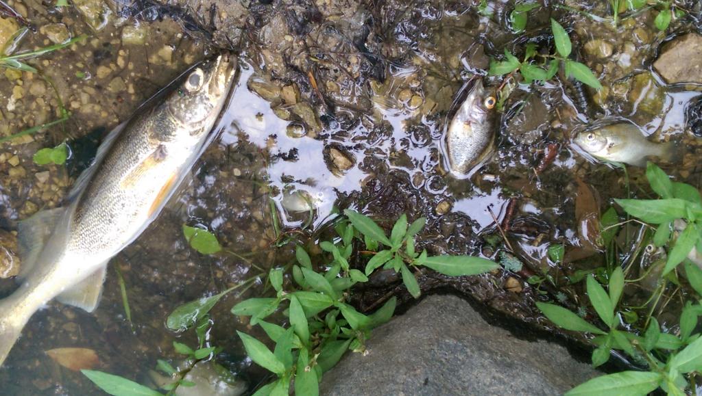 Photo: Dead fish in water