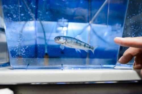 A female Norwegian Atlantic salmon swims 