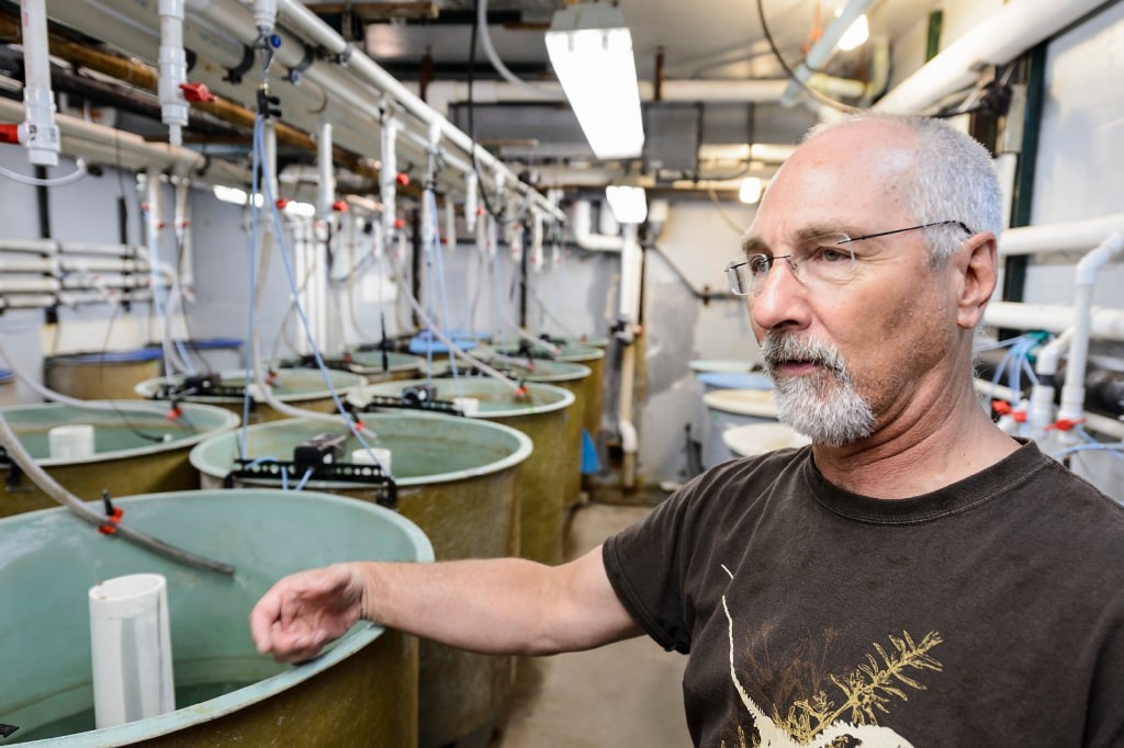 Terence Barry, senior scientist in animal science, shows one of many tanks of fish being studied at the Water Science and Engineering Laboratory. Barris is an expert in aquaculture and the stress response in fish. 