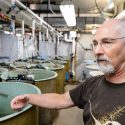 Terence Barry, senior scientist in animal science, shows one of many tanks of fish being studied at the Water Science and Engineering Laboratory. Barris is an expert in aquaculture and the stress response in fish. 