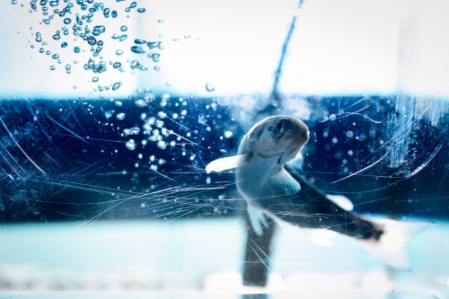 A female Norwegian Atlantic salmon swims in a fish tank as part of a research study at the Water Science and Engineering Laboratory .